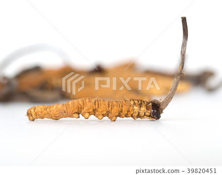 Ophiocordyceps sinensis or mushroom cordyceps 39820451