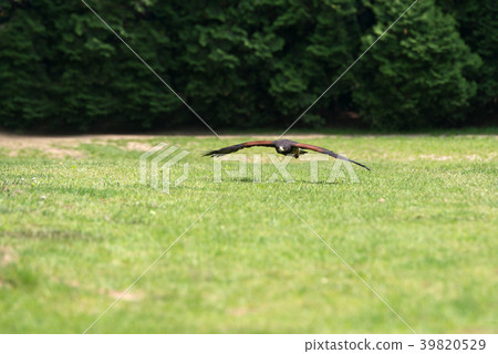 Birds, eagles, raptors Birds, eagles, raptors 39820529