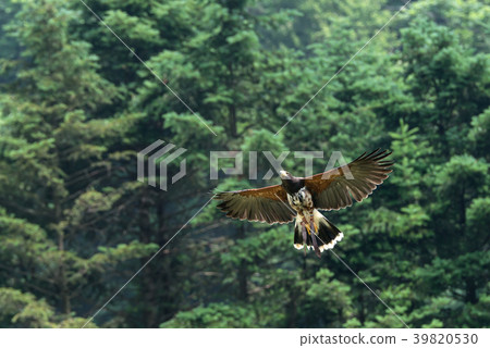 Birds, eagles, raptors Birds, eagles, raptors 39820530