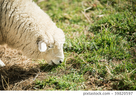 江西省平昌郡大邱裡榮楊 39820597