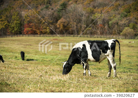 Cow, ranch, Daegwallyeong, Pyeongchang-gun, Gangwon-do 39820627