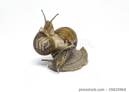 Two Garden snails, Small snail is on top of big Two Garden snails, Small snail is on top of big 39820968