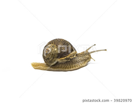 garden snail isolated on white background 39820970