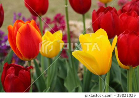 Tulip (April) 39821029