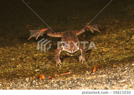 Yamahara frog Yamahara frog 39821030