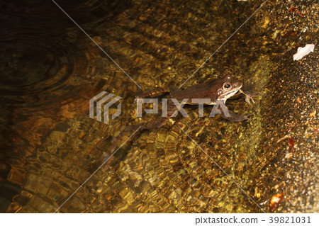 Yamahara frog 39821031