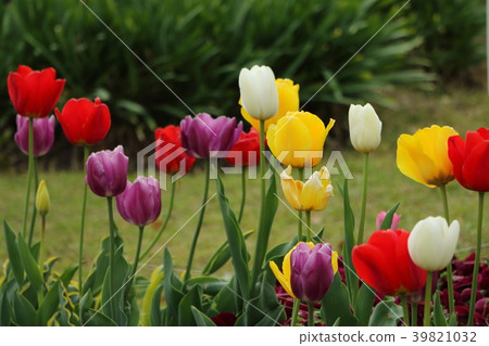 Tulip (April) 39821032