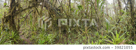 Interior of mossy montane rainforest.  39821055