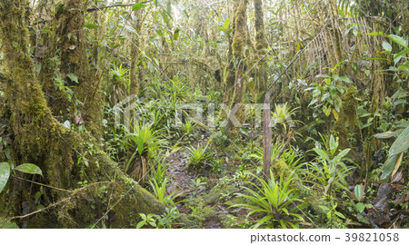 Interior of mossy montane rainforest.  39821058