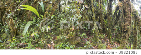 Interior of mossy montane rainforest. Interior of mossy montane rainforest. 39821083