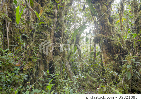 Interior of mossy montane rainforest. Interior of mossy montane rainforest. 39821085