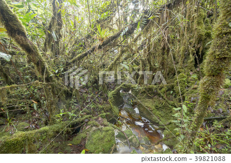 Blackwater stream in mossy montane rainforest 39821088