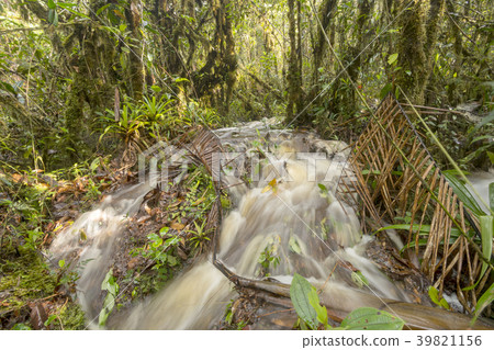 Floodwater pouring through the rainforest.  39821156