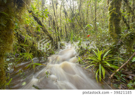Floodwater pouring through the rainforest. Floodwater pouring through the rainforest. 39821185