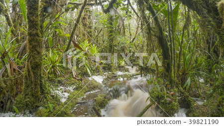 Floodwater pouring through the rainforest.  39821190