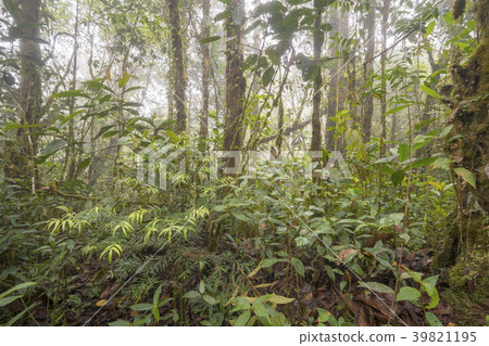 Young Podocarpus tree growing in misty montane ra Young Podocarpus tree growing in misty montane ra 39821195