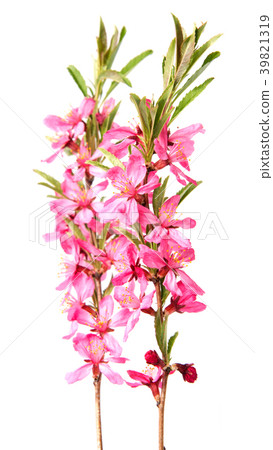 Pink peach flower isolated on white background Pink peach flower isolated on white background 39821319