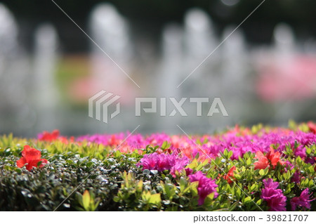 花卉景觀1 花卉景觀1 39821707