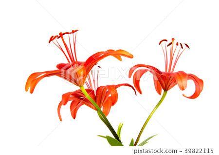 Beautiful daisy flowers isolated on  background 39822115