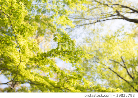 Woods	 39823798
