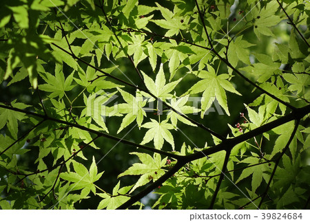 森林中的輝煌 森林中的輝煌 39824684