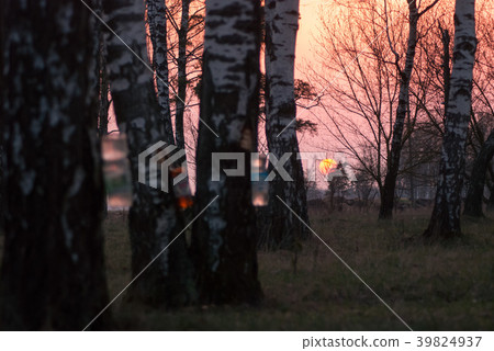 illegal collection of birch SAP, illegal collection of birch SAP, 39824937