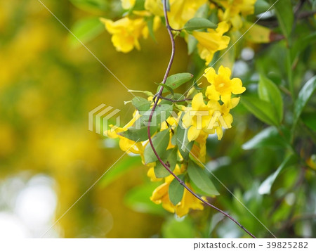 Jasmine in full bloom 39825282