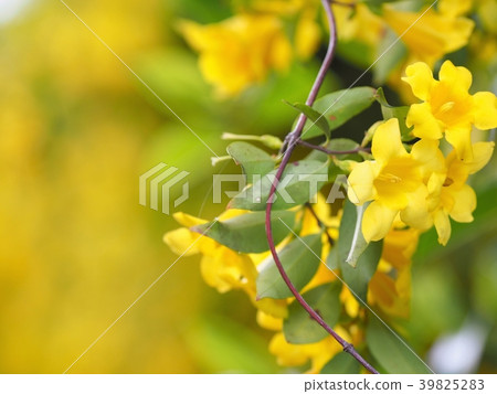 Jasmine in full bloom Jasmine in full bloom 39825283