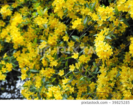Jasmine in full bloom 39825285