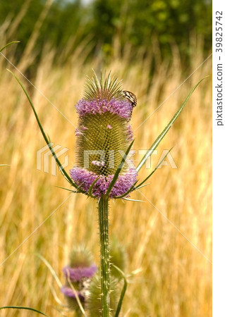 Wild plant, teasel Wild plant, teasel 39825742