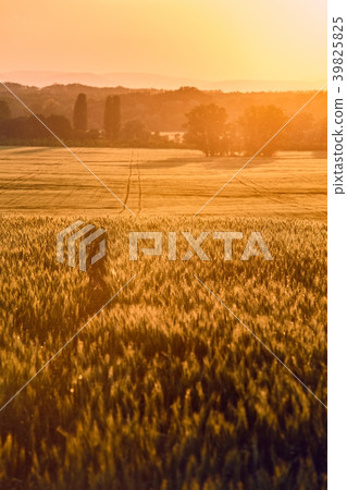 Wheat field detail 39825825