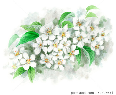 由水彩繪的蘋果花 39826631