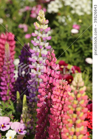 羽扇豆/羽扇豆/羽扇豆 羽扇豆/羽扇豆/羽扇豆 39826643