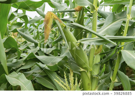 Corn field Corn field 39826885