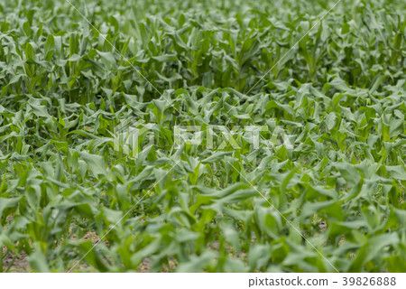 Corn field 39826888