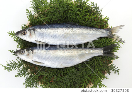 Herring Herring 39827308