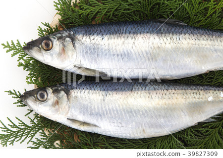 鯡魚 鯡魚 39827309
