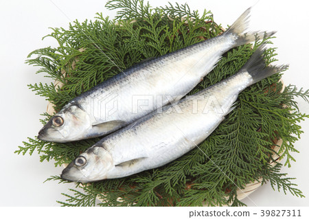 鯡魚 鯡魚 39827311