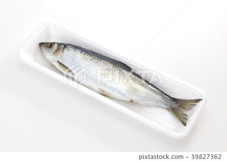 鯡魚 39827362
