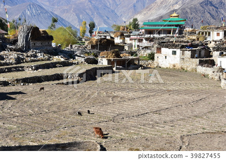 Himalayan mountain area in India Nako village in the Kinaul valley Beautiful mountains, fields and dwellings Cattle and sheep while grazing 39827455