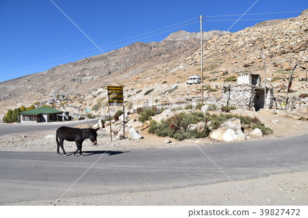 Himalayan mountainous area of India Naco village in the Kinaul valley Donkey walking on mountain road Himalayan mountainous area of India Naco village in the Kinaul valley Donkey walking on mountain road 39827472