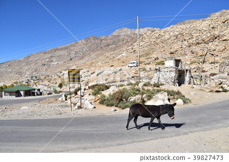 印度Naco村莊的喜馬拉雅山區Kinaul谷驢走在山路的 印度Naco村莊的喜馬拉雅山區Kinaul谷驢走在山路的 39827473