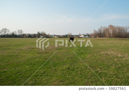 A lone horse grazes in a meadow. 39827561
