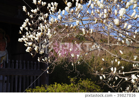 Haku Mokren Haku Mokren 39827816