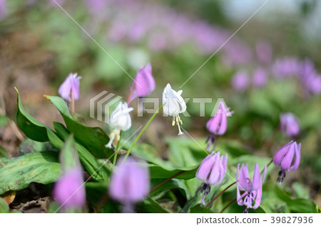 White katakuri 39827936