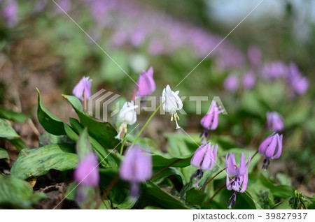 White katakuri 39827937