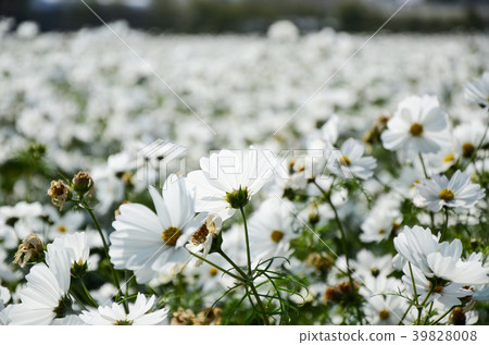 Owaki Chrysanthemum，Akihide，Waikiki，秋櫻，白梅，鳳梅，甜梅，菊花，大春車菊，大草菊，Ogon Flower 39828008