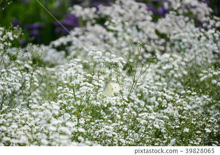 臨時花頭,Manten星,Jinjeon星,圓錐花竹石,圓錐花石竹,圓錐花竹,針葉花草 臨時花頭,Manten星,Jinjeon星,圓錐花竹石,圓錐花石竹,圓錐花竹,針葉花草 39828065