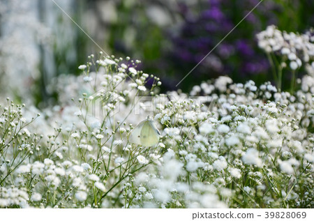 臨時花頭,Manten星,Jinjeon星,圓錐花竹石,圓錐花石竹,圓錐花竹,針葉花草 臨時花頭,Manten星,Jinjeon星,圓錐花竹石,圓錐花石竹,圓錐花竹,針葉花草 39828069