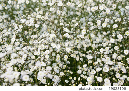 臨時花頭,Manten星,Jinjeon星,圓錐花竹石,圓錐花石竹,圓錐花竹,針葉花草 臨時花頭,Manten星,Jinjeon星,圓錐花竹石,圓錐花石竹,圓錐花竹,針葉花草 39828106